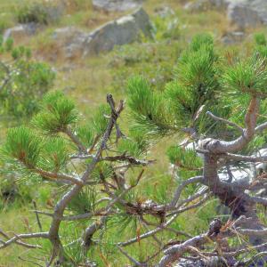 Photographie n°2801577 du taxon Pinus uncinata Ramond ex DC. [1805]