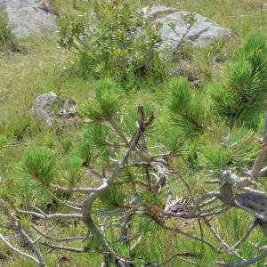 Photographie n°2801578 du taxon Pinus uncinata Ramond ex DC. [1805]