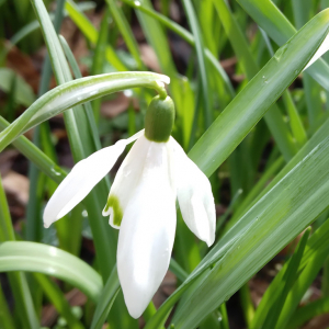 Photographie n°2801840 du taxon Galanthus nivalis L. [1753]