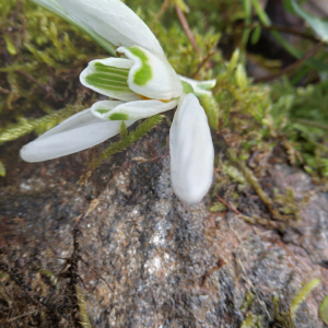 Photographie n°2801842 du taxon Galanthus nivalis L. [1753]
