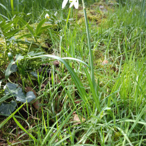 Photographie n°2801843 du taxon Galanthus nivalis L. [1753]