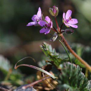 Photographie n°2801845 du taxon Erodium cicutarium (L.) L'Hér.