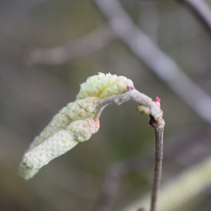 Photographie n°2803885 du taxon Corylus avellana L. [1753]