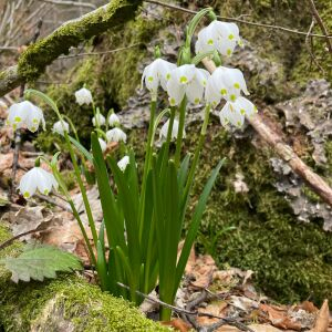 Photographie n°2804326 du taxon Leucojum vernum L.