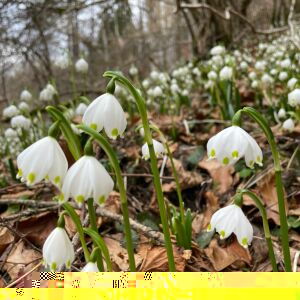 Photographie n°2804327 du taxon Leucojum vernum L.