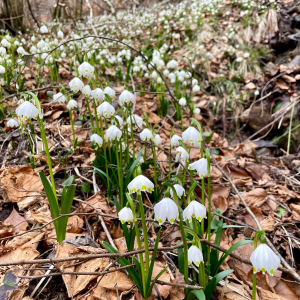 Photographie n°2804331 du taxon Leucojum vernum L.