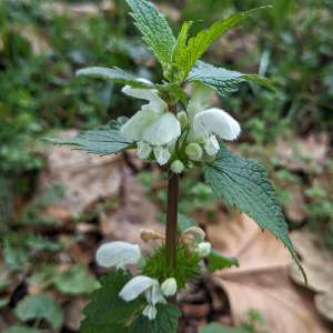 Photographie n°2804725 du taxon Lamium album L.