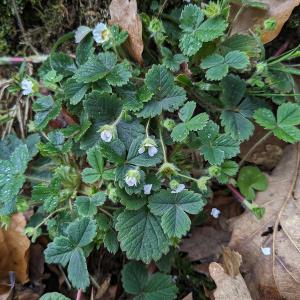 Photographie n°2804727 du taxon Potentilla sterilis (L.) Garcke