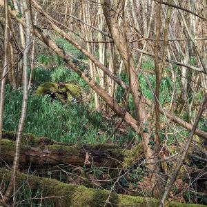 Photographie n°2804734 du taxon Galanthus nivalis L.