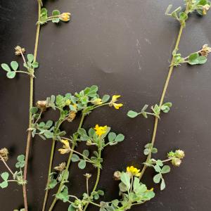 Photographie n°2807489 du taxon Medicago littoralis Rohde ex Loisel. [1810]