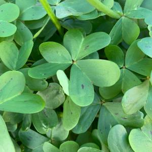 Photographie n°2807500 du taxon Oxalis pes-caprae L. [1753]