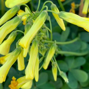 Photographie n°2807502 du taxon Oxalis pes-caprae L. [1753]