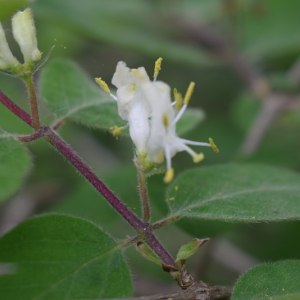 Photographie n°2807544 du taxon Lonicera xylosteum L. [1753]
