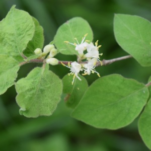 Photographie n°2807545 du taxon Lonicera xylosteum L. [1753]