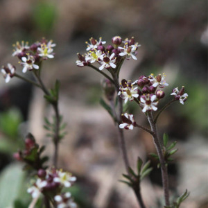 Photographie n°2808371 du taxon Hornungia petraea (L.) Rchb.