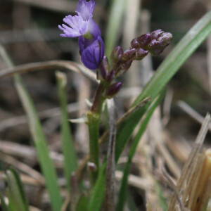 Photographie n°2808373 du taxon Polygala vulgaris L.