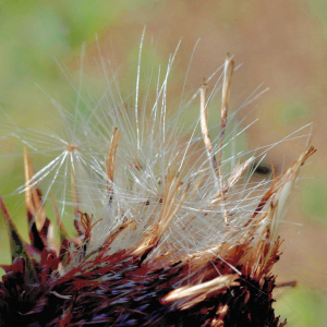 Photographie n°2808375 du taxon Carduus nutans L. [1753]