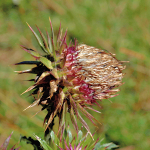 Photographie n°2808378 du taxon Carduus nutans L. [1753]