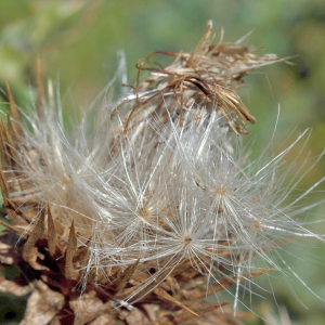 Photographie n°2808383 du taxon Carduus nutans L. [1753]