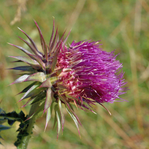 Photographie n°2808384 du taxon Carduus nutans L. [1753]