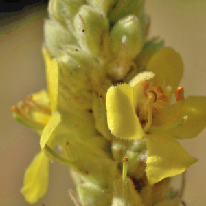 Photographie n°2808423 du taxon Verbascum thapsus L. [1753]