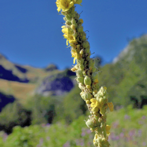 Photographie n°2808425 du taxon Verbascum thapsus L. [1753]