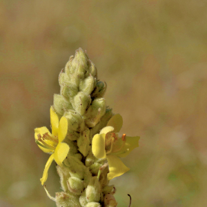 Photographie n°2808427 du taxon Verbascum thapsus L. [1753]