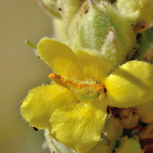 Photographie n°2808428 du taxon Verbascum thapsus L. [1753]