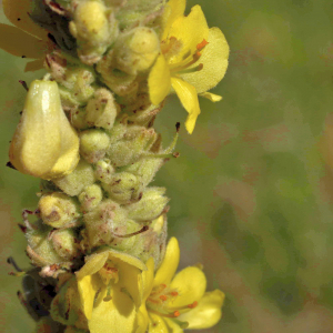 Photographie n°2808429 du taxon Verbascum thapsus L. [1753]