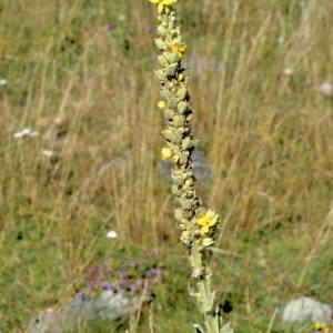 Photographie n°2808434 du taxon Verbascum thapsus L. [1753]