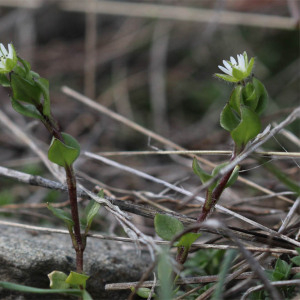 Photographie n°2808436 du taxon Stellaria media (L.) Vill.