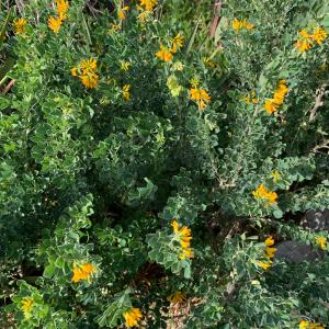 Photographie n°2811104 du taxon Medicago arborea L. [1753]