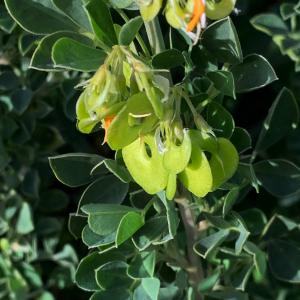 Photographie n°2811105 du taxon Medicago arborea L. [1753]