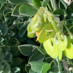 Photographie n°2811107 du taxon Medicago arborea L. [1753]