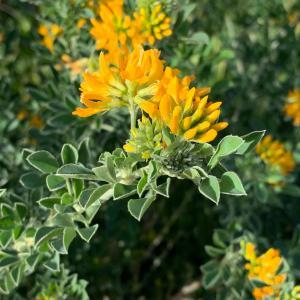 Photographie n°2811110 du taxon Medicago arborea L. [1753]