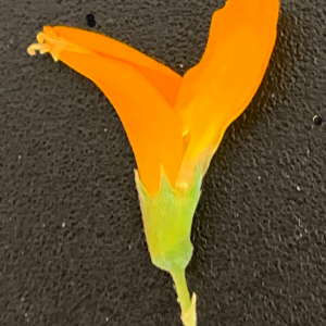 Photographie n°2811113 du taxon Medicago arborea L. [1753]