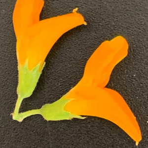 Photographie n°2811115 du taxon Medicago arborea L. [1753]