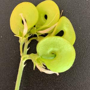 Photographie n°2811117 du taxon Medicago arborea L. [1753]