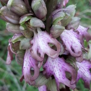 Photographie n°2811364 du taxon Himantoglossum robertianum (Loisel.) P.Delforge [1999]