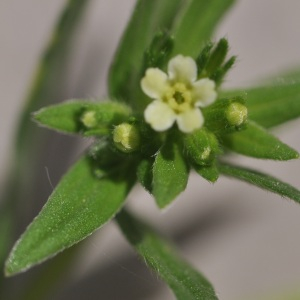 Photographie n°2811370 du taxon Lithospermum officinale L.