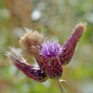 Photographie n°2815947 du taxon Cirsium arvense (L.) Scop. [1772]