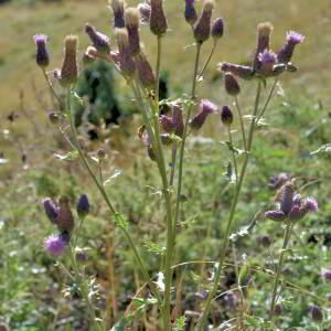 Photographie n°2815950 du taxon Cirsium arvense (L.) Scop. [1772]