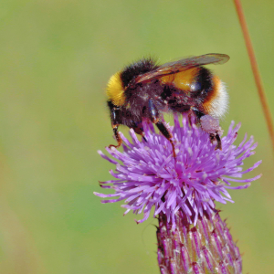 Photographie n°2815951 du taxon Cirsium arvense (L.) Scop. [1772]