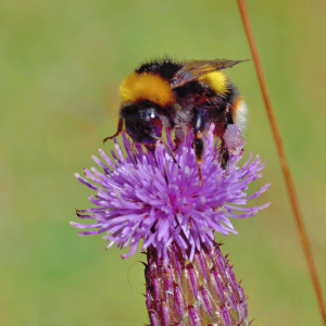 Photographie n°2815953 du taxon Cirsium arvense (L.) Scop. [1772]