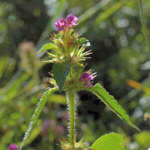 Photographie n°2815992 du taxon Galeopsis tetrahit subsp. tetrahit