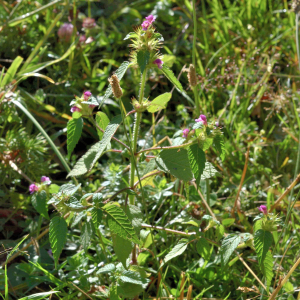 Photographie n°2815994 du taxon Galeopsis tetrahit subsp. tetrahit