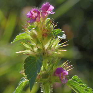 Photographie n°2815995 du taxon Galeopsis tetrahit subsp. tetrahit