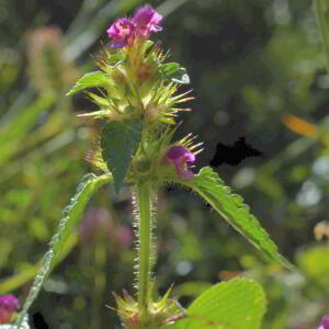 Photographie n°2815996 du taxon Galeopsis tetrahit subsp. tetrahit