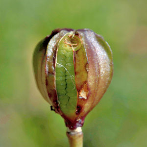 Photographie n°2816012 du taxon Lilium martagon L. [1753]