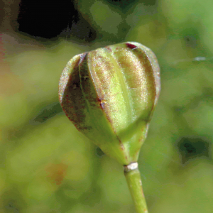 Photographie n°2816014 du taxon Lilium martagon L. [1753]